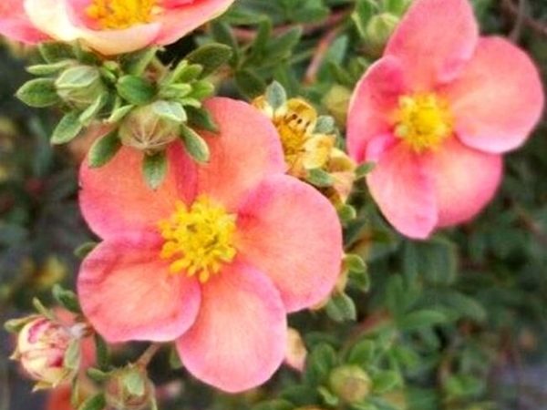 Sidabražolė krūminė 'Glamour Girl' (lot. Potentilla fruticosa) Sidabražolė krūminė 'Glamour Girl' (lot. Potentilla fruticosa)